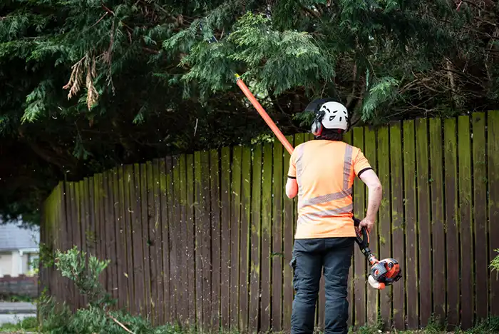 Tree surgeon in Basildon preparing for hedge trimming with equipment in hand.