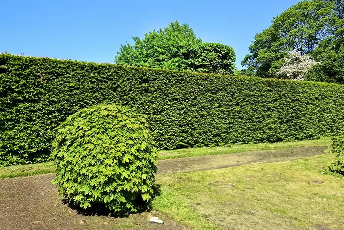 Perfectly trimmed hedge in a Basildon garden showcasing skilled hedge trimming.