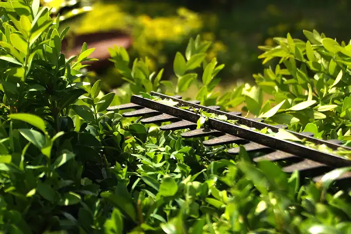 Close-up of hedge trimming in action in Basildon, showcasing precision cutting.