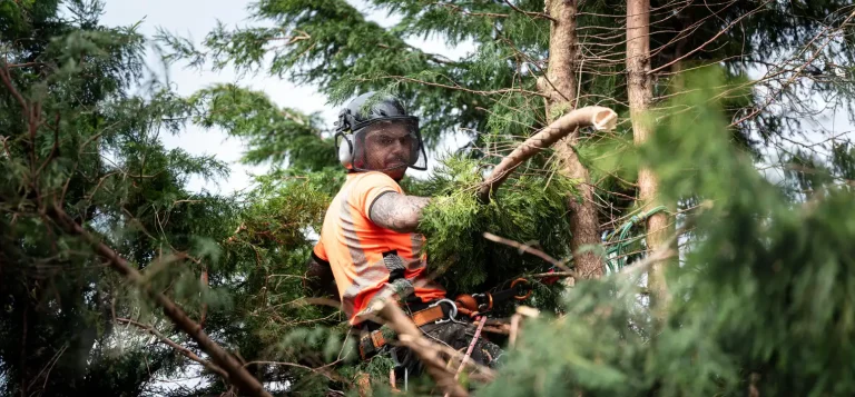 Tree surgeon in Basildon expertly navigating through branches for tree care.